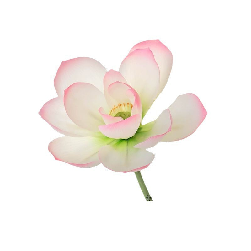 Fiori di loto Baccelli di loto