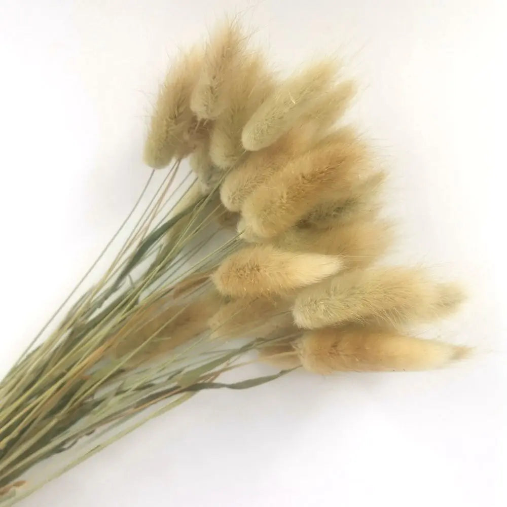 Spiga di grano vera, erba di coda di coniglio essiccata naturale, 50/100 pezzi