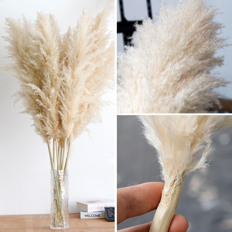 Erba della Pampa secca e soffice, grande pennacchio, 110-120 cm