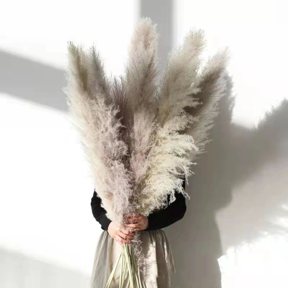 Erba della Pampa secca e soffice, grande pennacchio, 110-120 cm