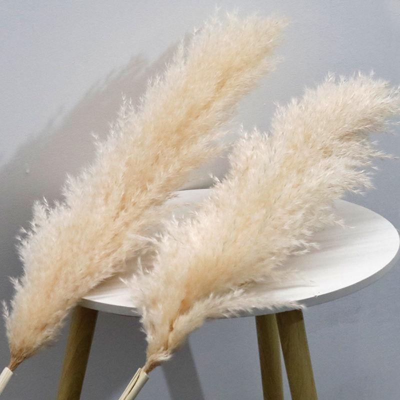 Erba della Pampa secca e soffice, grande pennacchio, 110-120 cm