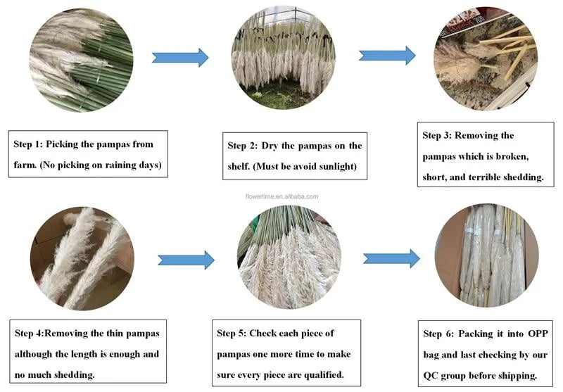 Erba della Pampa secca e soffice, grande pennacchio, 110-120 cm