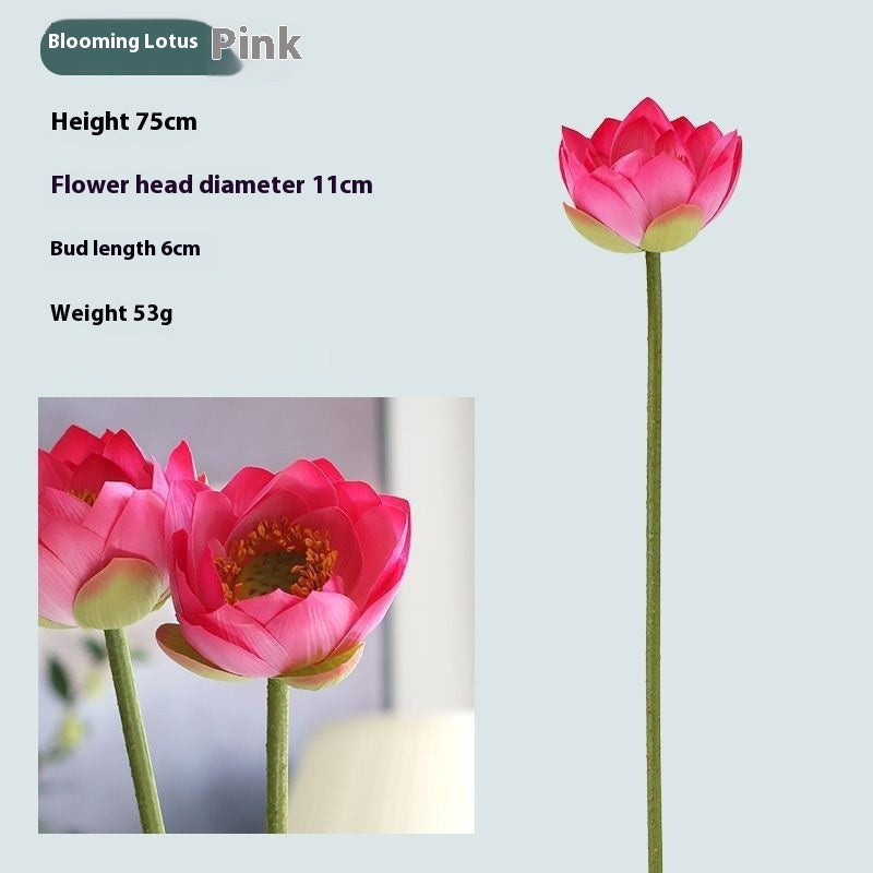 Fiori di loto Baccelli di loto